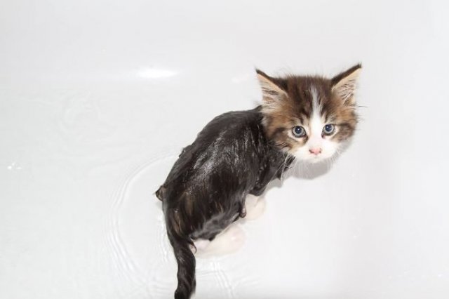 Pisici la apa, in poze haioase - Poza 12