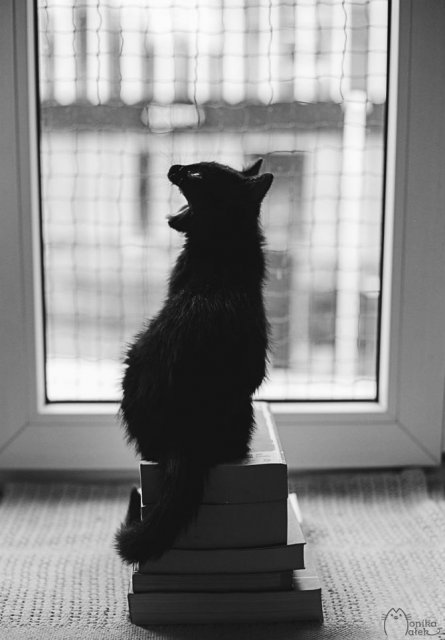 Pisici in alb si negru: Cel mai vibrant pictorial cenusiu cu feline - Poza 2