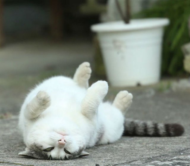 Pisicile din Japonia, in ipostaze haioase