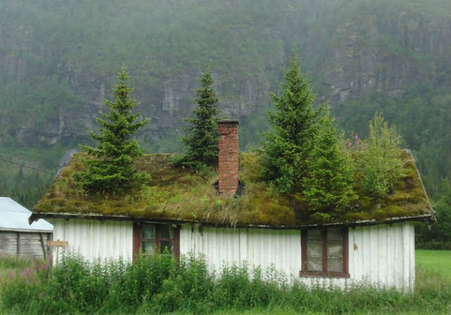 Case cu acoperisuri vii, in Scandinavia