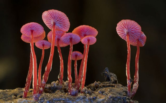 Cele mai ciudate ciuperci din lume - Poza 14