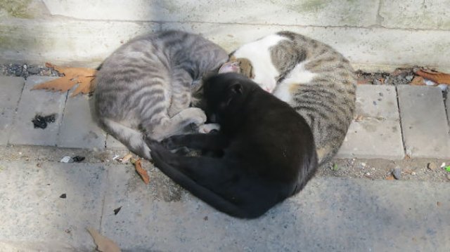 Pisici gata de Ziua Indragostitilor, in ipostaze romantice
