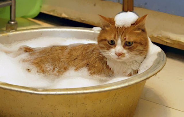 Pisici la apa, in poze haioase - Poza 9