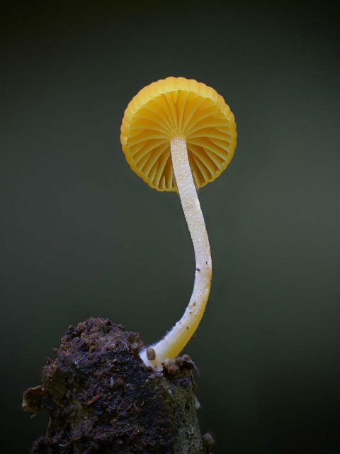 Cele mai ciudate ciuperci din lume - Poza 13