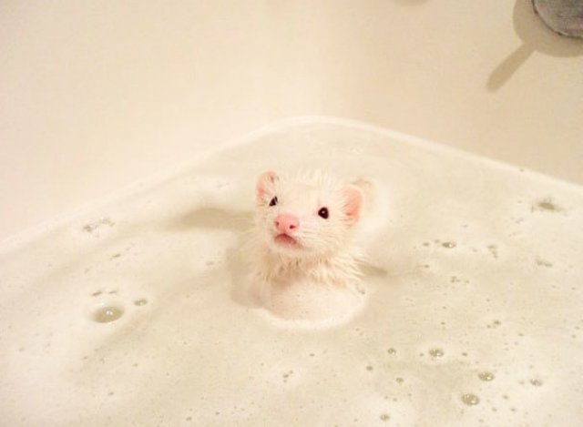 14 Poze hazlii cu animale care fac baie
