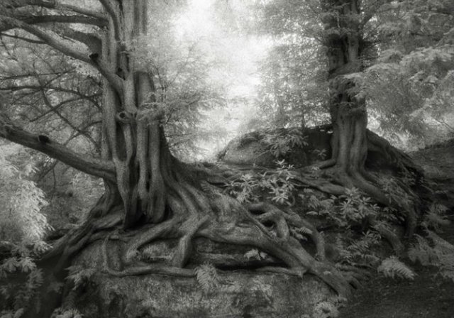 Portretele timpului: Cum arata cei mai batrani copaci din lume