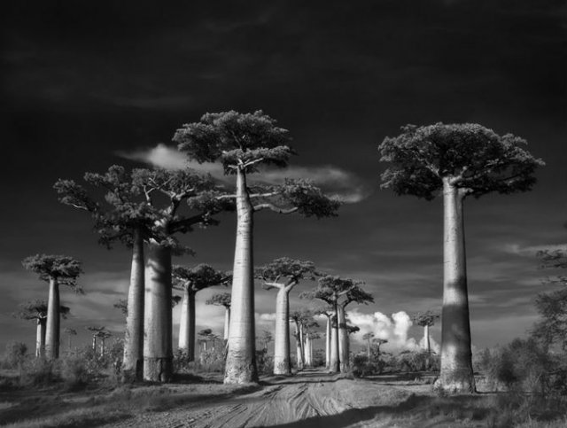 Portretele timpului: Cum arata cei mai batrani copaci din lume