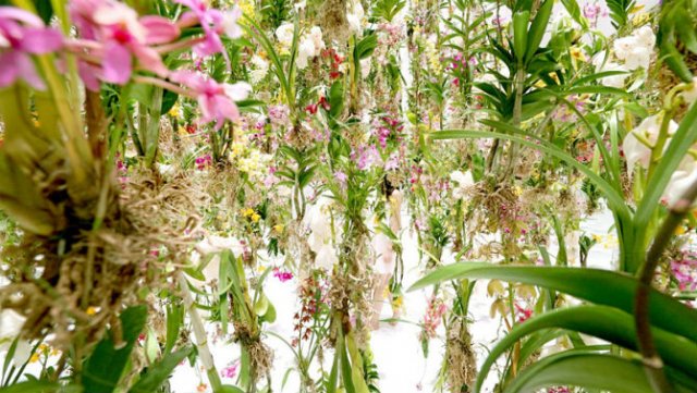Gradina vegetala plutitoare: Ridica oamenii la inaltimea celor mai frumoase flori