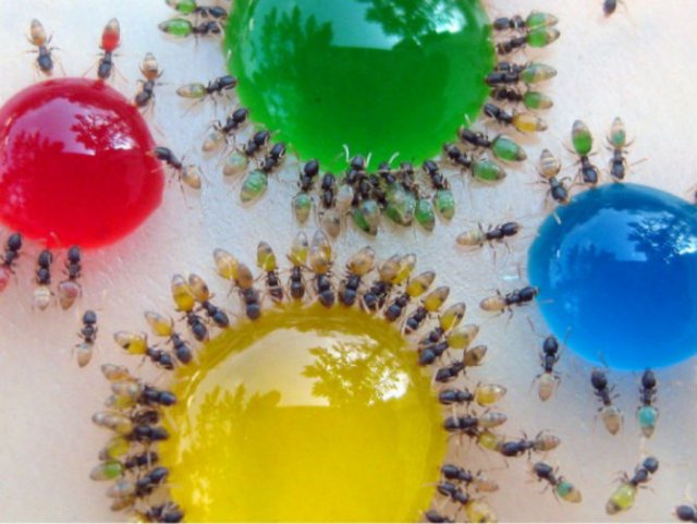 Experiment coloristic: Furnicile-curcubeu fac deliciul unui cercetator - Poza 3