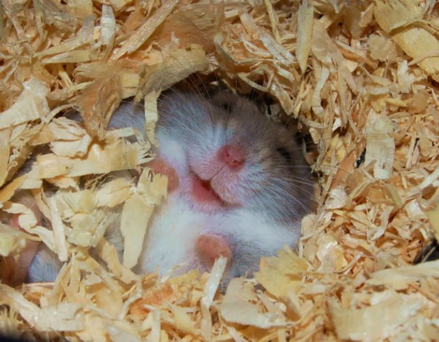 Zece hamsteri adorabili in cele mai haioase ipostaze - Poza 2