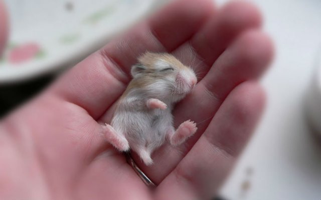 Zece hamsteri adorabili in cele mai haioase ipostaze - Poza 4