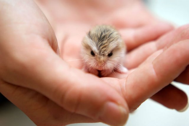 Zece hamsteri adorabili in cele mai haioase ipostaze - Poza 7