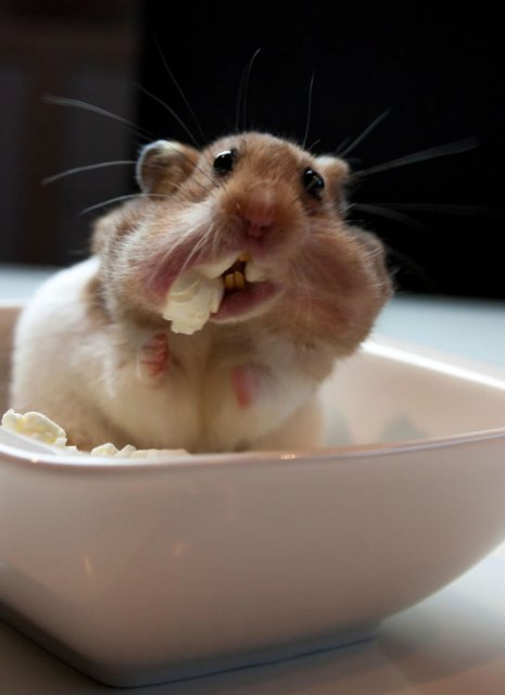 Zece hamsteri adorabili in cele mai haioase ipostaze - Poza 9