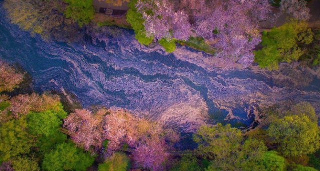 Ciresii infloriti din Japonia, intr-un pictorial de basm - Poza 1