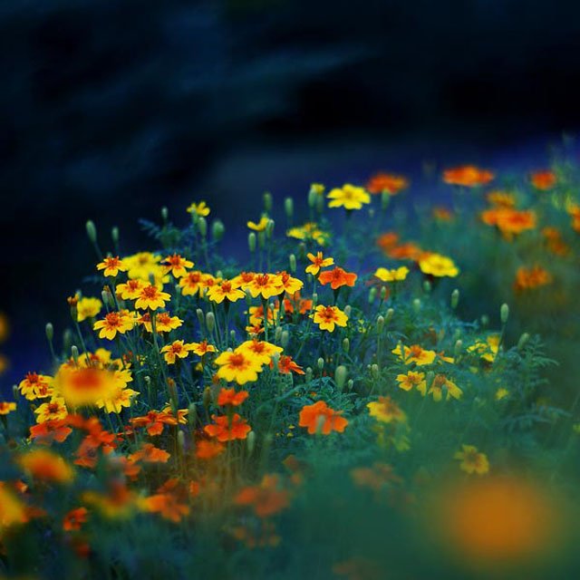 30 de poze cu flori minunate - Poza 17