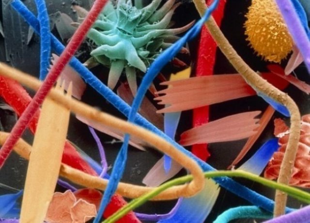 Cum se vede lumea sub lupa microscopului