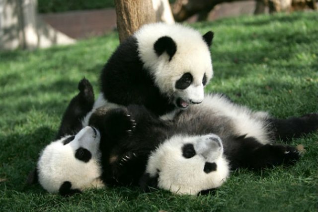11 Poze cu cei mai simpatici ursi Panda