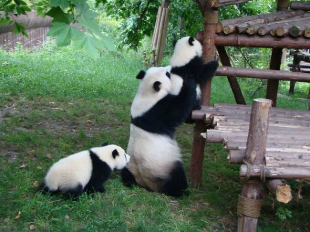 11 Poze cu cei mai simpatici ursi Panda