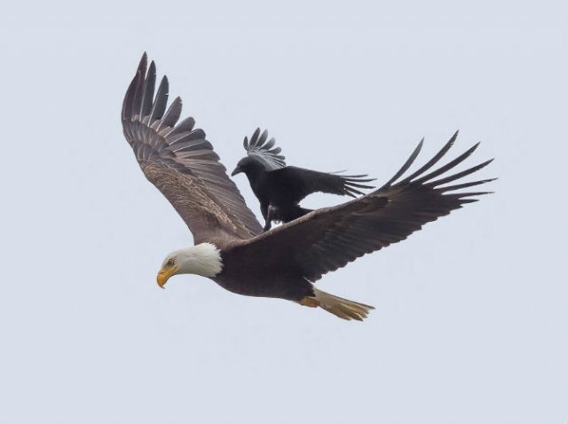 Aventuri rarisime la inaltime: Calatoria unei ciori pe spatele unui vultur