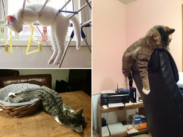10 fotografii haioase cu pisici adormite - Poza 10