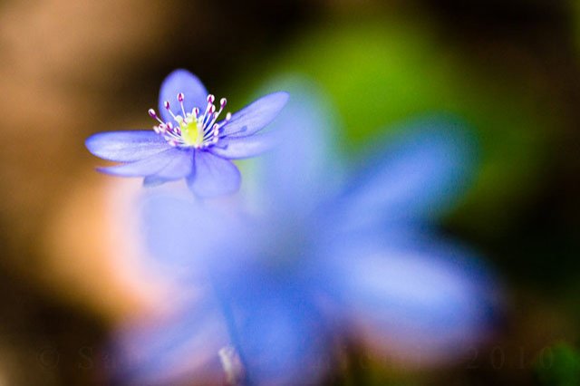 30 de poze cu flori minunate - Poza 25