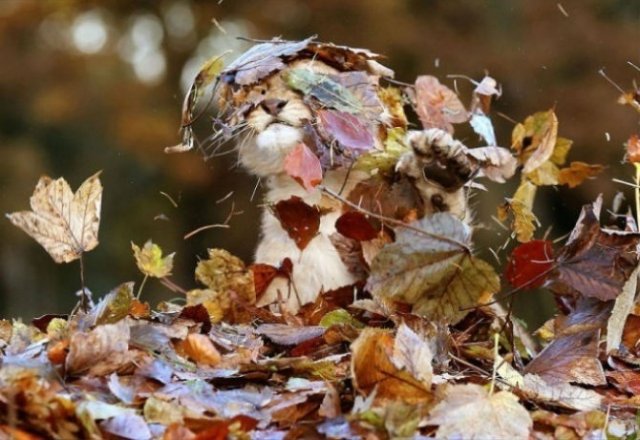 Toamna, bine ai venit: 15 portrete autumnale de poveste