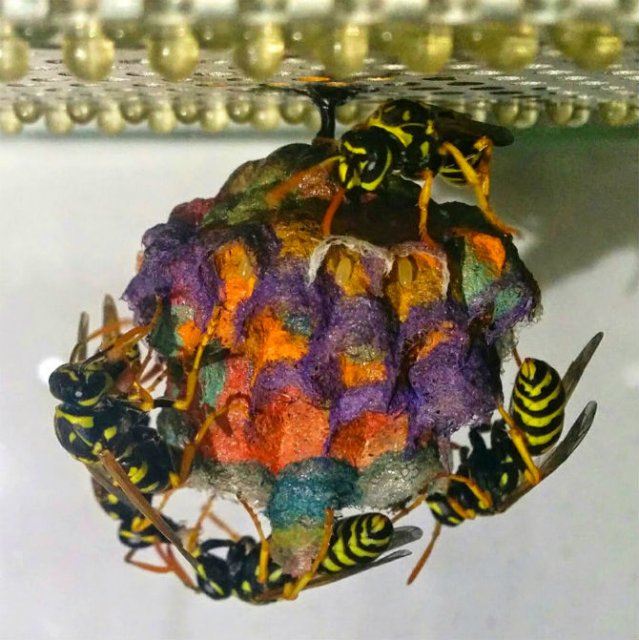 Cuiburi multicolore de viespi