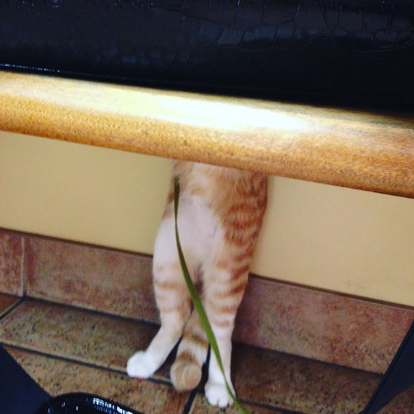 Cele mai amuzante ascunzisuri ale pisicilor - Poza 14
