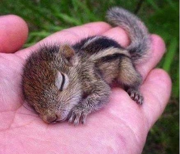 Cele mai simpatice animale lenese, in poze adorabile - Poza 10