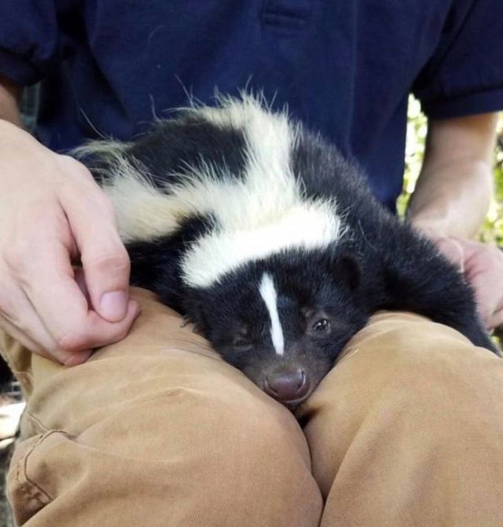 Cele mai simpatice animale lenese, in poze adorabile - Poza 11