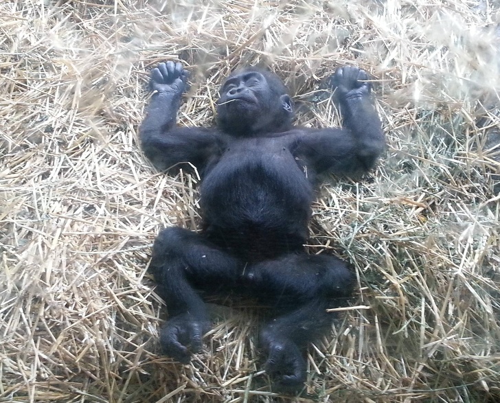 Cele mai simpatice animale lenese, in poze adorabile - Poza 12