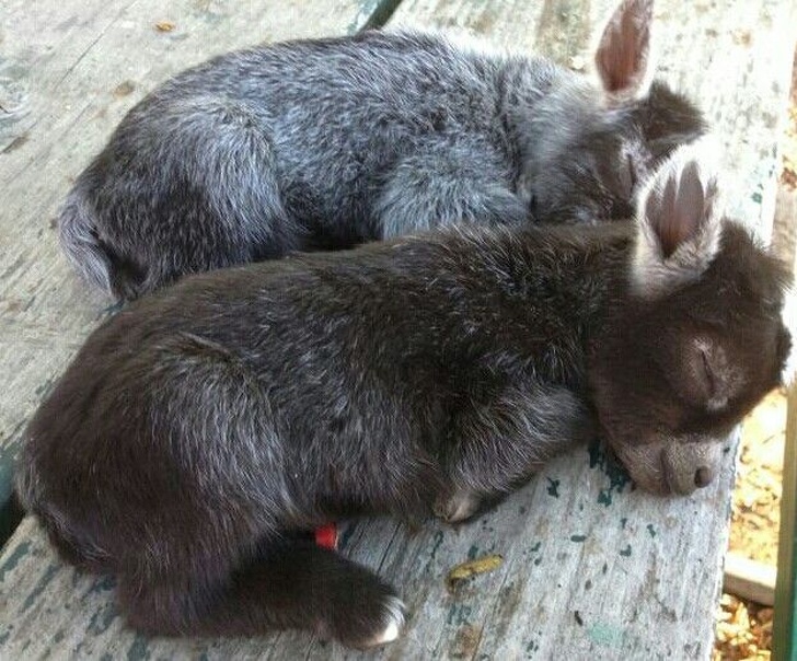 Cele mai simpatice animale lenese, in poze adorabile - Poza 17