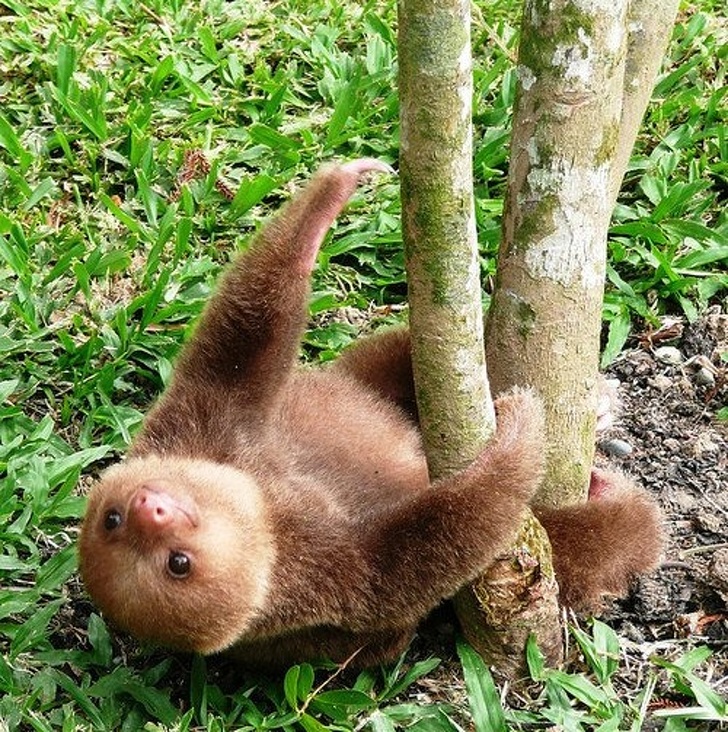 Cele mai simpatice animale lenese, in poze adorabile - Poza 18