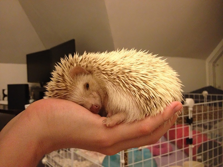 Cele mai simpatice animale lenese, in poze adorabile - Poza 3