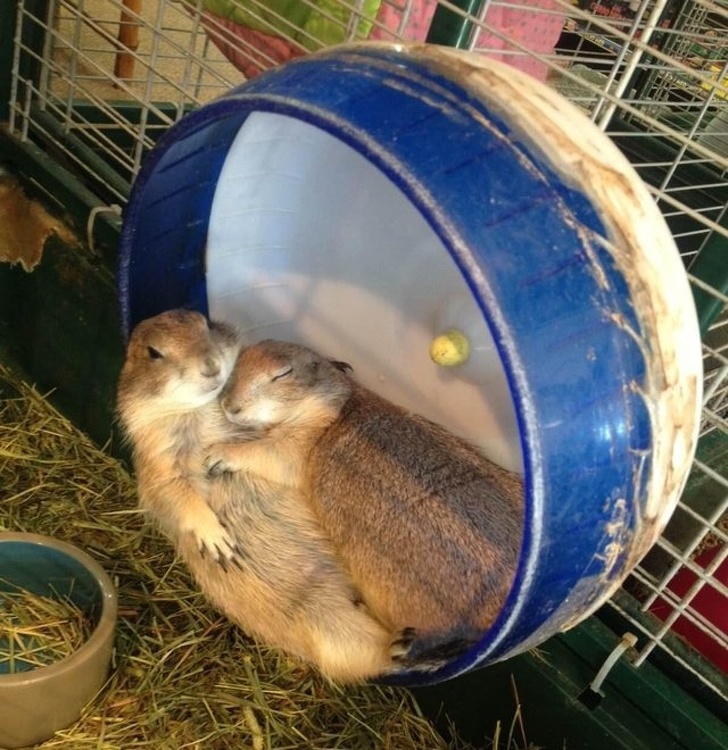 Cele mai simpatice animale lenese, in poze adorabile - Poza 4