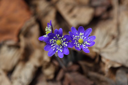 Superbele flori de primavara, in poze de o frumusete rara - Poza 6