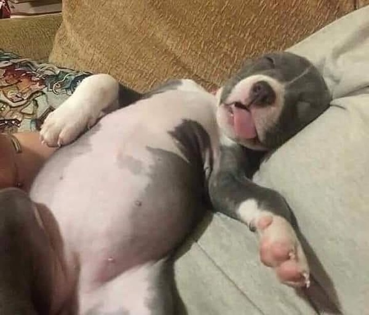 Cele mai simpatice animale lenese, in poze adorabile - Poza 7
