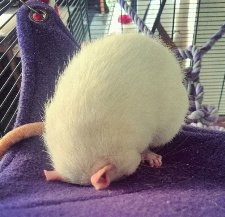 Cele mai simpatice animale lenese, in poze adorabile - Poza 8